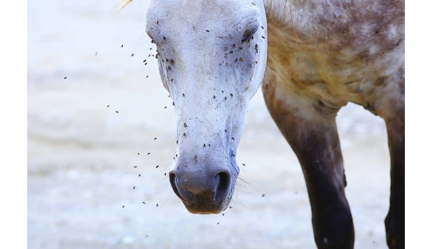 Pourquoi les mouches constituent un véritable danger pour la santé de votre cheval et comment les éviter ?